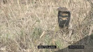 Mozambique Spitting Cobra laying on grass looking around CU MS ZI ZO