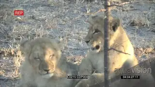 African Lion cubs Play fighting in the Woodlands