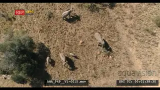 Aerial Drone African elephants and calves feeding off bushes