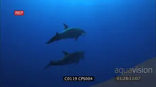 A pair bottlenose dolphin swimming around UW