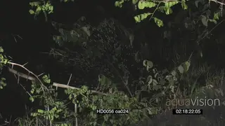 Cape Porcupine hidden in bushes at night