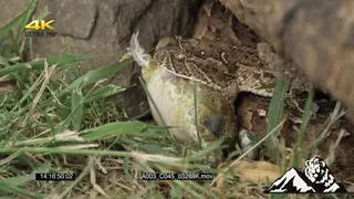 Puff Adder killing a young bullfrog MCU