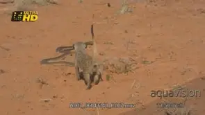 Mob of Meerkats going after a Cape cobra, defensive and guarding territory