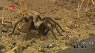 Baboon tarantula spider moving around and feeding on a prey FF GOOD LIGHT