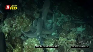Whitetip reef shark hunting at night catching a goatfish for their dinner