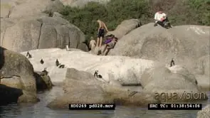 African Penguins at Boulders Beach, with beachgoers and bathers