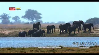 Elephant herd climb out of chobe river onto the riverbank