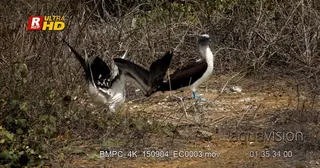 Two blue footed booby's courting, walking and looking around.