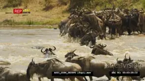 Herd of wildebeest and zebras crossing mara river