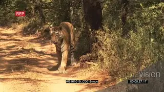 Tiger Bengal walking on a dirt road HANDHELD AmCam