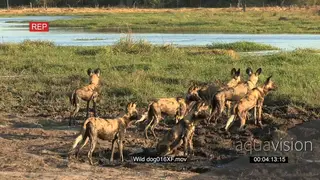A pack of wild dogs watching out for prey in the Okavango Delta