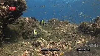 School of Bluestreak Cleaner Wrasse swimming around over reef feeding as Moorish Idols.