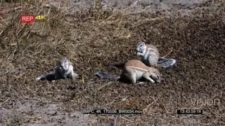 A group of cape ground squirrels searching through a pile of buck dropping picking one at.