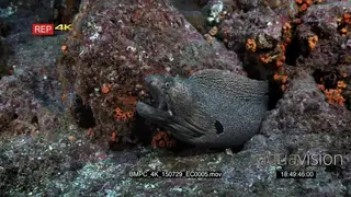 MS of a giant moray eel with a gaping mouth