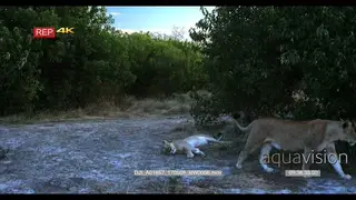 Lioness walks past other lioness laying on the ground