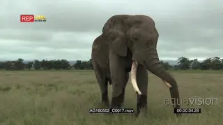 African elephant big bull intimidating towards camera GENERAL BEHAVIOUR