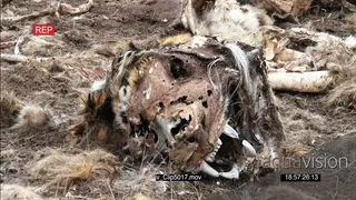 Endangered Tiger carcass bones after being poached