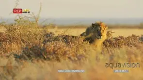 Male lion standing in the savanna facing towards camera