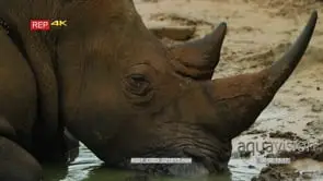 Close up of white rhino's head lying in water turtle eats tick off face