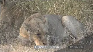 Wounded African lioness laying down trying to get up falls down deep cut under throat