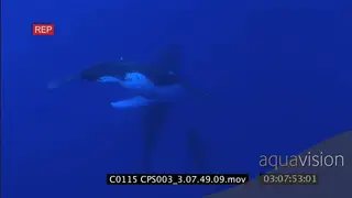 A family of humpback whales swimming UW