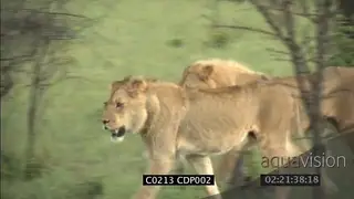 Young Male Lions walking in woodland MS
