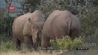 A pair of Black Rhinos standing and fighting POV