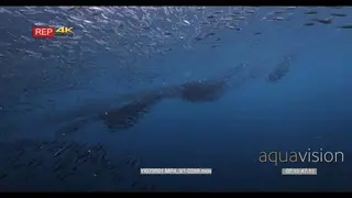 wide shot of a large school of anchovy stolephorus indicus swirling in bait balls