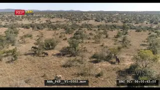 Aerial Drone over bushveld African elephant herd with calves feeding off bushes