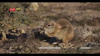 close up shot of cape ground squirrel xerus inauris eating berries off the ground