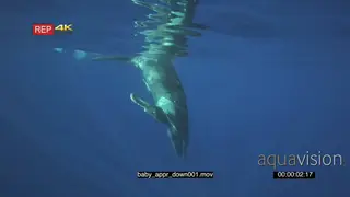 Humpback whale calf diving down into deep blue ocean UW