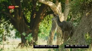 Two greater kudu standing close to an anthill