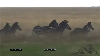 A Dazzle of Zebras running on African Savannah