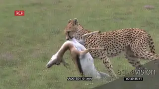 Adult Cheetah and Cub Dragging the Springbok Kill on the Grassland after Suffocating.