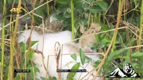 Frogs giving birth in foam nest MS ZOOM MCU