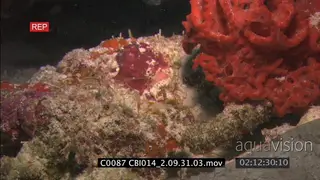 Cleaner Shrimp on coral