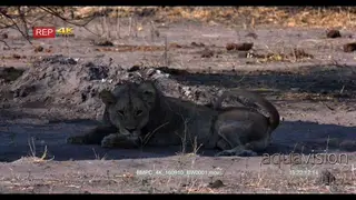 Lioness lying on the ground looking into camera