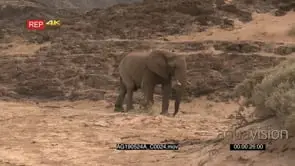 Desert elephant bull walking on rocky surface beside the Hoanib riverbed