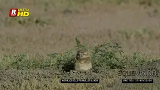 Burrowing owl sitting, looking around, guarding territory and hunting.