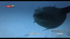 CU slow motion shot of a large mola sunfish swimming in the ocean while cleaner wrasses.