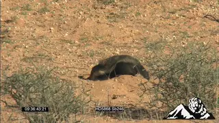A honey badger walking around and digging with a Pale Chanting Goshawk walking around and.