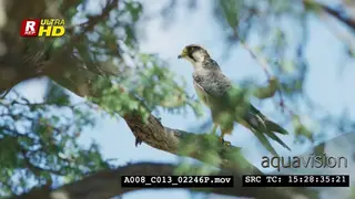 Peregrine falcon sitting on top the tree branch, searching and looking around.