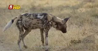 Bloody adult African Wild Dog standing, urinating and walking around.