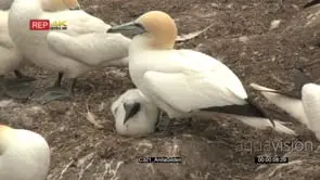 Northern Gannet colony nesting and watching over chick