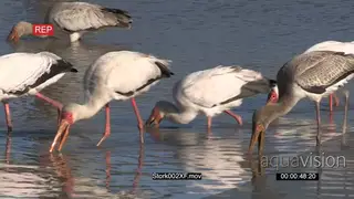 Yellow billed storks fishing MWS