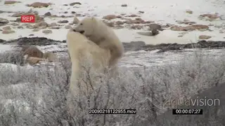 A pair of polar bear fighting MS