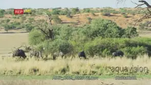 Wildebeest grazing with ring-necked doves flying in to drink