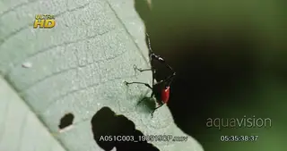 Giraffe weevil (Trachelophorus giraffa) on forest leaves in Madagascar forest MACRO