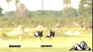 Royalty Free : Mating Ostriches in Botswana