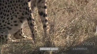 Cheetah brothers in stalking pose zoom in profile shot laying down resting getting up…
